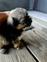 Hazel, a female Shorkie for sale in Millry, AL – Photo 3 of 6