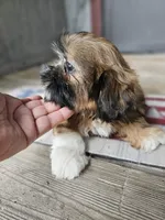 Shihtzu girl, a female Shih Tzu for sale in Millry, AL – 5 of 7