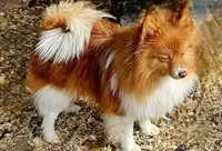 Kane, a male Pomeranian for sale in Millry, AL – Photo 2 of 3