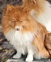 Kane, a male Pomeranian for sale in Millry, AL – Photo 1 of 3