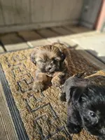 Shorkie female, a female Shorkie for sale in Millry, AL – Photo 4 of 4