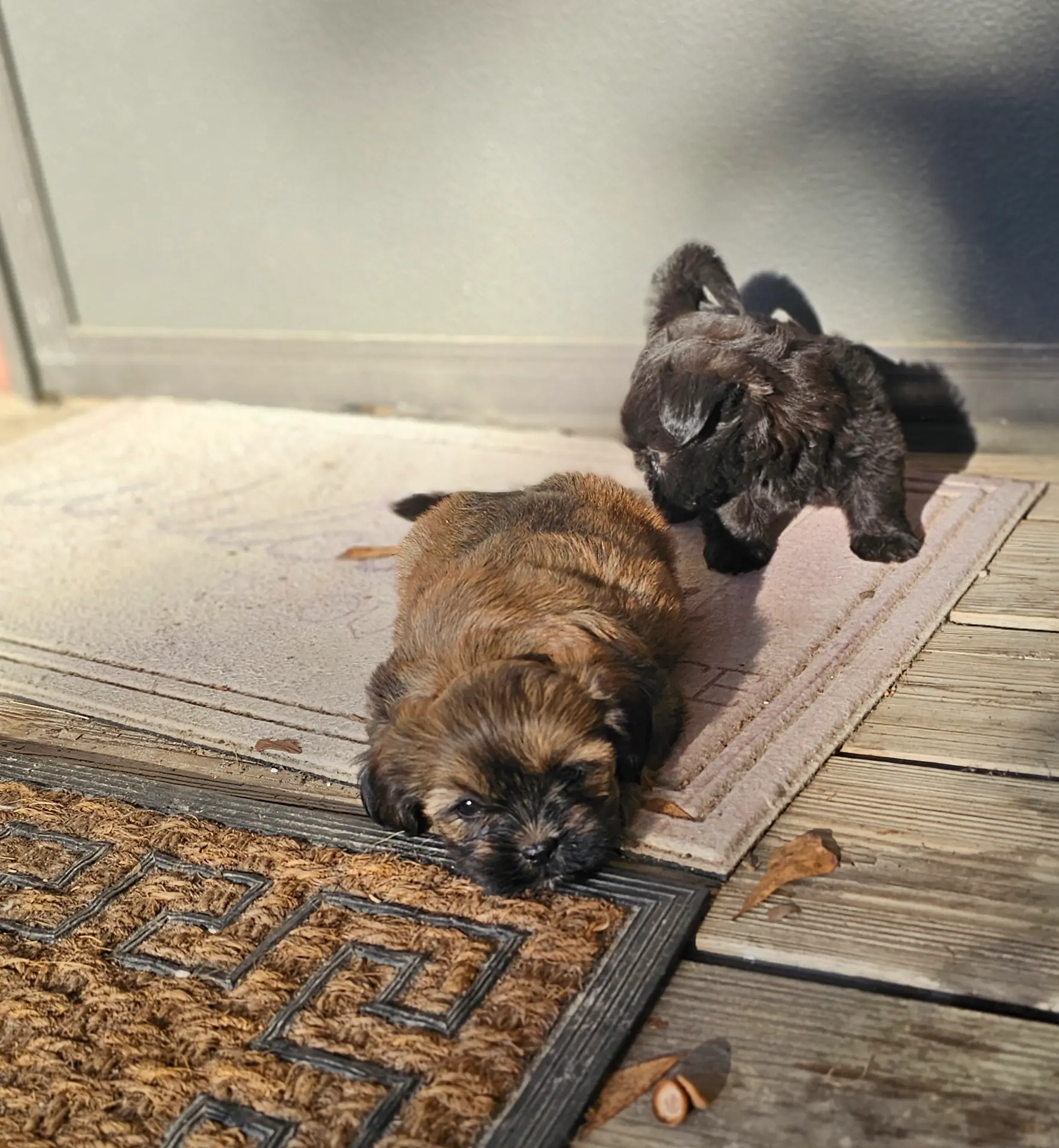 Shorkie female, a female Shorkie for sale in Millry, AL – Photo 3 of 4