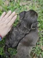 Shorkie male, a male Shorkie for sale in Millry, AL – Photo 3 of 5