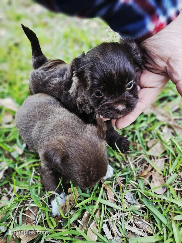 Shorkie male – Shorkie puppy for sale in Millry, AL