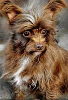 Shorkie male, a male Shorkie for sale in Millry, AL – Photo 5 of 5