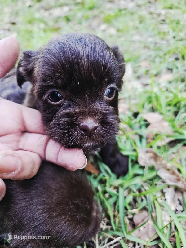Shorkie male – Shorkie puppy for sale in Millry, AL