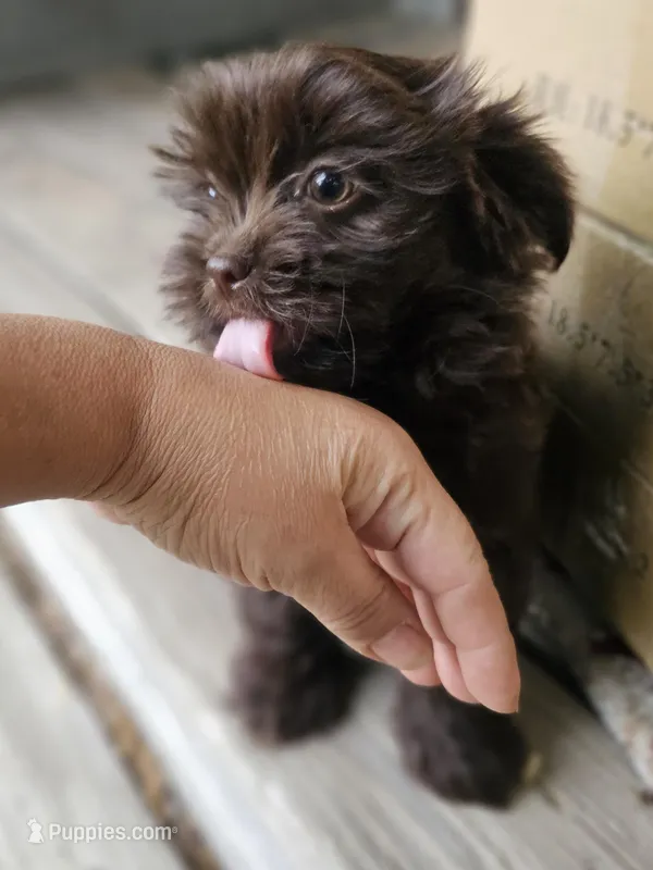 Shorkie male – Shorkie puppy for sale in Millry, AL