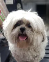 Shorkie male, a male Shorkie for sale in Millry, AL – Photo 4 of 5