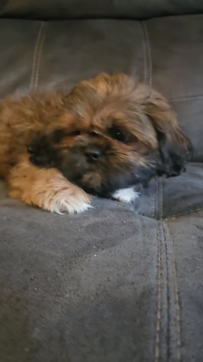 Shihtzu male, a male Shih Tzu for sale in Millry, AL – 2 of 8