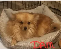 Jasper, a male Pomeranian for sale in Millry, AL – Photo 4 of 8