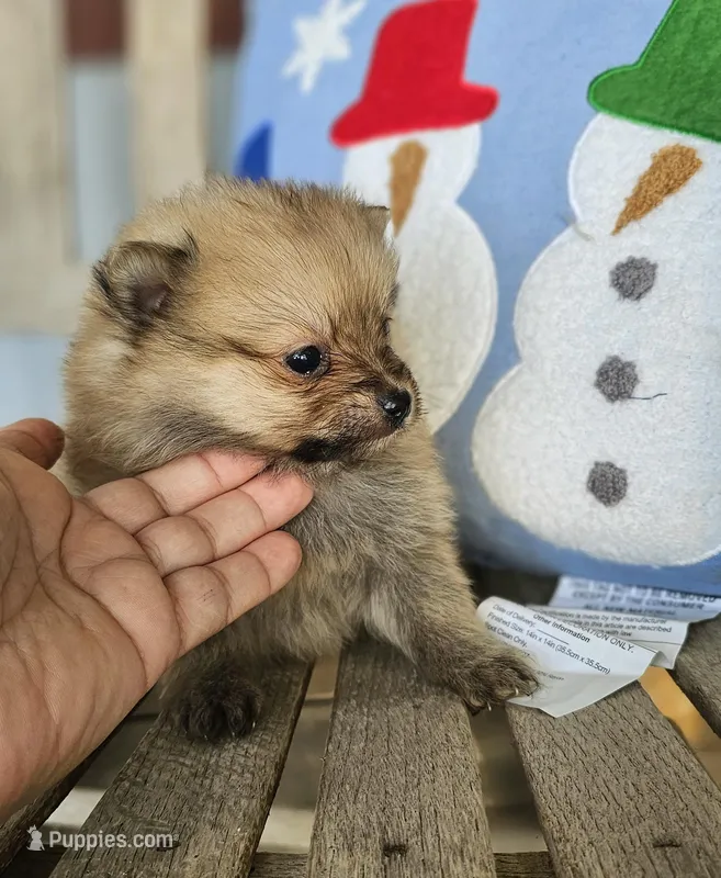 Jasper, a male Pomeranian for sale in Millry, AL – Photo 1 of 8