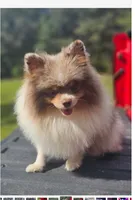 Jasper, a male Pomeranian for sale in Millry, AL – Photo 5 of 8