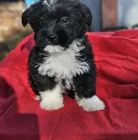 Mikey, a male Shorkie for sale in Millry, AL – Photo 1 of 3