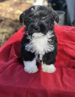 Mikey, a male Shorkie for sale in Millry, AL – Photo 2 of 3