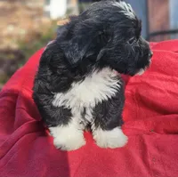 Mikey, a male Shorkie for sale in Millry, AL – Photo 3 of 3