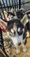 Athena, a female Siberian Husky for sale in Millry, AL – 4 of 4