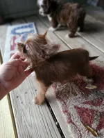 Abbie, a female Shorkie for sale in Millry, AL – 3 of 5