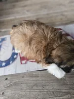 Shihtzu girl, a female Shih Tzu for sale in Millry, AL – 3 of 7