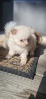 Charlotte, a female Pomeranian for sale in Millry, AL – Photo 1 of 8