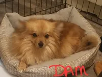 Charlotte, a female Pomeranian for sale in Millry, AL – Photo 8 of 8