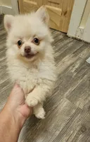 Charlotte, a female Pomeranian for sale in Millry, AL – Photo 5 of 8