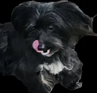 Miley, a female Shorkie for sale in Millry, AL – Photo 6 of 6