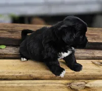 Miley, a female Shorkie for sale in Millry, AL – Photo 2 of 6