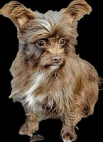Miley, a female Shorkie for sale in Millry, AL – Photo 5 of 6