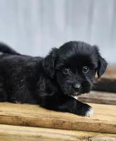 Miley, a female Shorkie for sale in Millry, AL – Photo 3 of 6