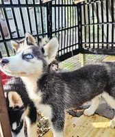 Athena, a female Siberian Husky for sale in Millry, AL – 2 of 4