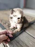 Julie, a female Pomeranian for sale in Millry, AL – Photo 2 of 3