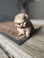 Julie, a female Pomeranian for sale in Millry, AL – Photo 1 of 3