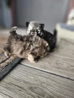 Julie, a female Pomeranian for sale in Millry, AL – Photo 3 of 3