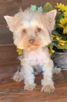 Sadie, a female Shorkie for sale in Millry, AL – Photo 5 of 6
