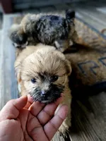 Sadie, a female Shorkie for sale in Millry, AL – Photo 3 of 6