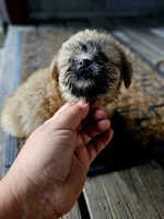 Sadie, a female Shorkie for sale in Millry, AL – Photo 2 of 6