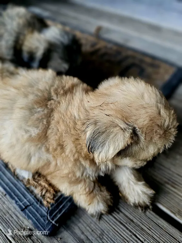 Sadie, a female Shorkie for sale in Millry, AL – Photo 1 of 6