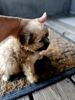 Sadie, a female Shorkie for sale in Millry, AL – Photo 4 of 6