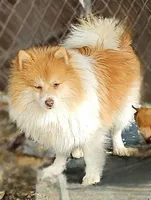 Jack, a male Pomeranian for sale in Millry, AL – Photo 1 of 3