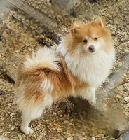 Jack, a male Pomeranian for sale in Millry, AL – Photo 3 of 3