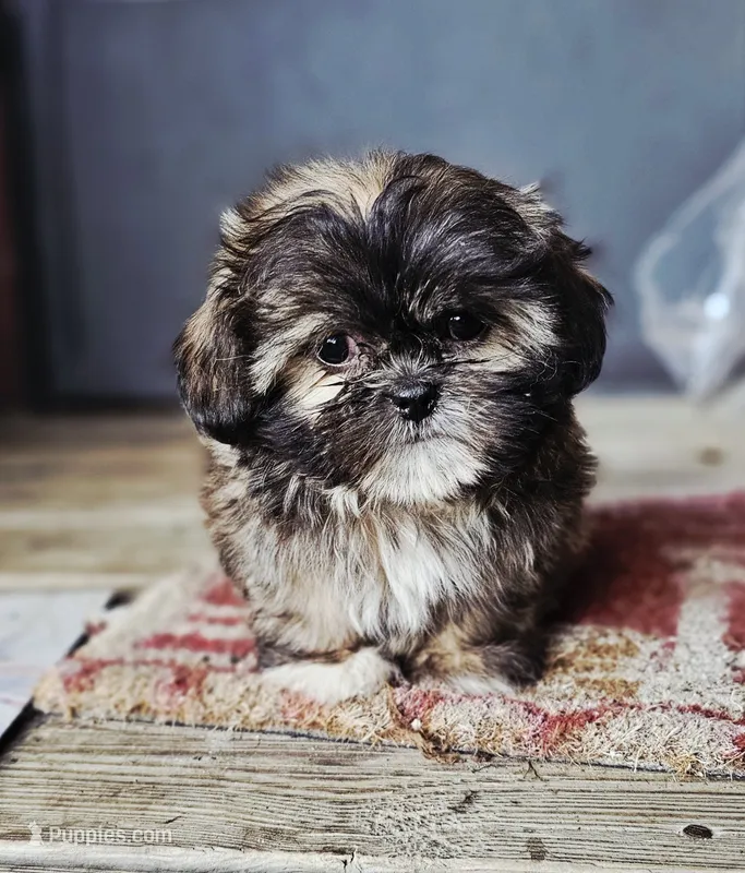 Shiloh – Shih Tzu puppy for sale in Millry, AL