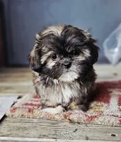 Shiloh, a female Shih Tzu for sale in Millry, AL – 1 of 5