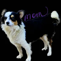 Pomchi, a female Chihuahua and Pomchi for sale in Millry, AL – Photo 7 of 8