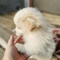 Pomchi, a female Chihuahua and Pomchi for sale in Millry, AL – Photo 5 of 8