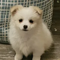 Pomchi, a female Chihuahua and Pomchi for sale in Millry, AL – Photo 6 of 8