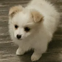 Pomchi, a female Chihuahua and Pomchi for sale in Millry, AL – Photo 1 of 8