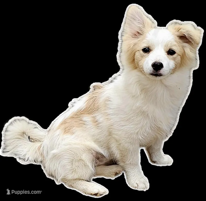 Pomchi – Chihuahua, Pomchi puppy for sale in Millry, AL