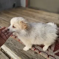 Pomchi, a female Chihuahua and Pomchi for sale in Millry, AL – Photo 3 of 8
