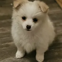 Pomchi, a female Chihuahua and Pomchi for sale in Millry, AL – Photo 2 of 8