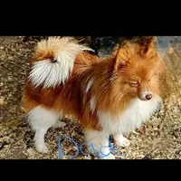 Pomchi, a female Chihuahua and Pomchi for sale in Millry, AL – Photo 8 of 8